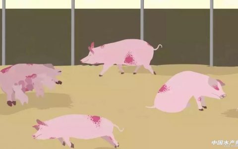 防控非洲猪瘟，饲料加工工艺能做些什么？