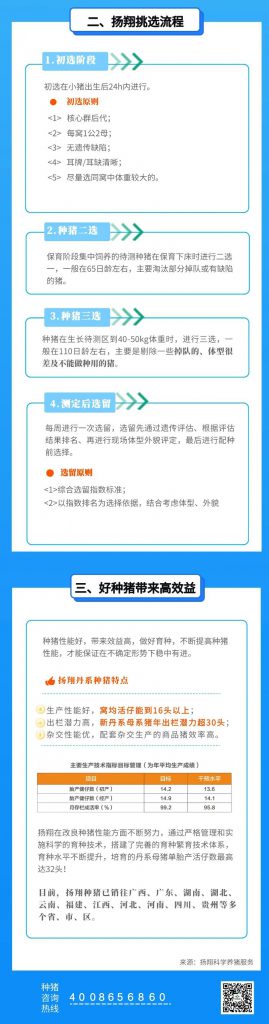 继续警惕！做好种母猪饲养管理让猪场生产事半功倍