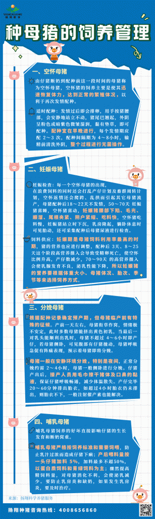 继续警惕！做好种母猪饲养管理让猪场生产事半功倍